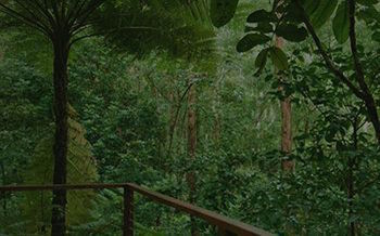 Kondalilla Eco Resort - Tourism Canberra 7