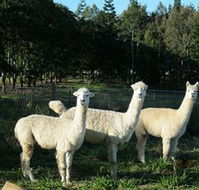 Blackwattle Farm BampB and Farm Stay - Tourism Canberra