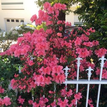 North Ryde Guest House - Tourism Canberra 31