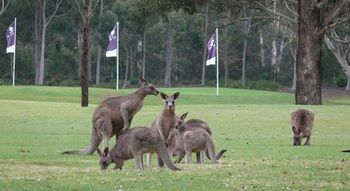 Riverside Oaks Golf Resort - Tourism Canberra 8