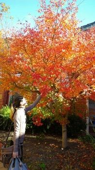 Australian Home Away @ Box Hill 21 - Tourism Canberra 15