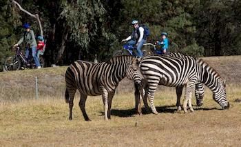 Zoofari Lodge, Taronga Western Plains Zoo - Tourism Canberra 8