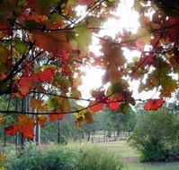 Elfin Hill Country Accommodation - Tourism Canberra