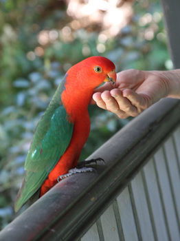 Merrow Cottages - Tourism Canberra 49