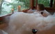 Maleny Tropical Retreat Balinese B&b - thumb 1