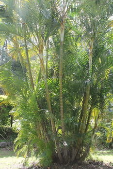 Buderim Fiesta Motel - Tourism Canberra 18