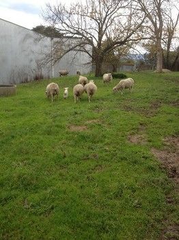 Yering Farm Wines - Tourism Canberra 9