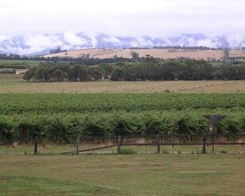 Yering Farm Wines - Tourism Canberra 16