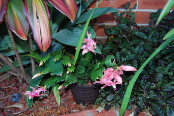 Cutmore Cottages - Bagala Bungalow - Tourism Canberra 35