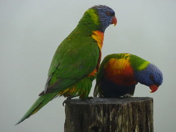 Bellthorpe Stays - Tourism Canberra 23