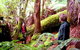 Huon Bush Retreats - thumb 3