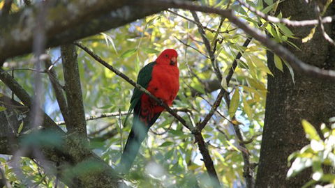 Gentle Annie Caravan And Camping Reserve - Tourism Canberra 2