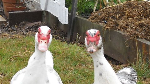 Johanna River Farm And Self Contained Cottages - Tourism Canberra 5