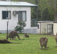 Halls Gap Caravan Park - Tourism Canberra