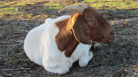 River Gardens Bed And Breakfast Farmstay - Tourism Canberra 5