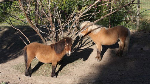 Drummond North ACT Tourism Canberra