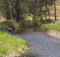 Murphy's Cabin - Tourism Canberra