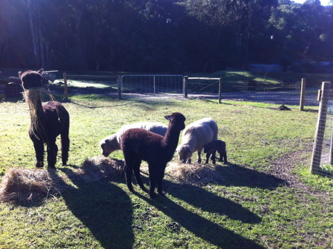 Lalee Farm - Tourism Canberra 2