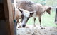 Lalee Farm - thumb 3