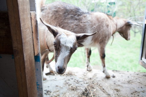 Lalee Farm - Tourism Canberra 3