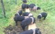Lalee Farm - thumb 4