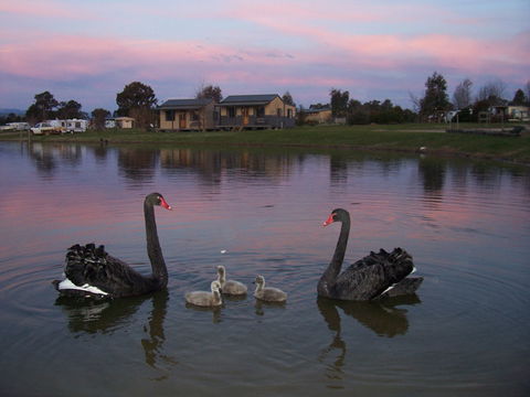 Mansfield Holiday Park - Tourism Canberra 0