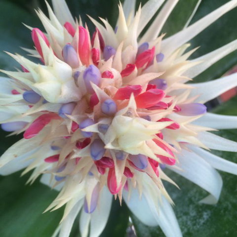 Bromeliad Bed And Breakfast - Tourism Canberra 11