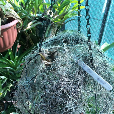 Bromeliad Bed And Breakfast - Tourism Canberra 13