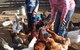 Barcoos Farmstays Bathurst - thumb 5