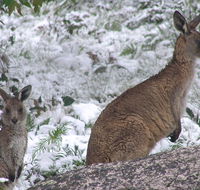 Barokee campground - Tourism Canberra