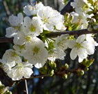 Coolah Caravan Park - Tourism Canberra