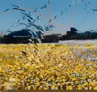Wooleen Station - Tourism Canberra