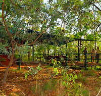 Arnhemland Barramundi Nature Lodge - Tourism Canberra