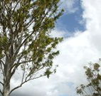 Glen Villa Resort and Tourist Park Casino - Tourism Canberra