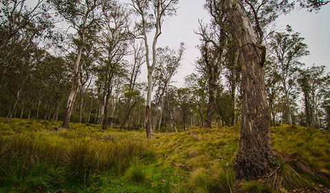 Gummi Falls Campground - Tourism Canberra 1