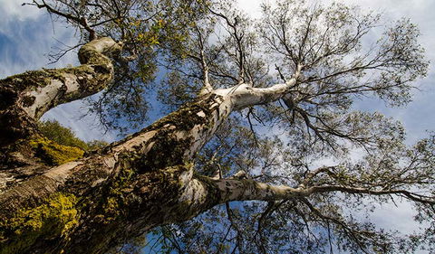 Little Murray Campground - Tourism Canberra 2