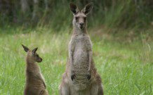 Michael's Clarence Valley Retreat - Tourism Canberra 7