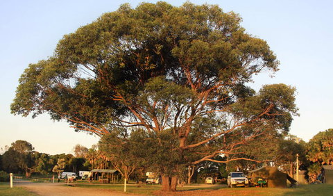 The Ruins Campground And Picnic Area - Tourism Canberra 1