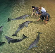 Tangalooma Wild Dolphin Resort - Tourism Canberra