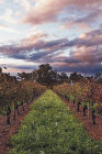 Lamonts Winery, Restaurant & Gallery - Tourism Canberra 0