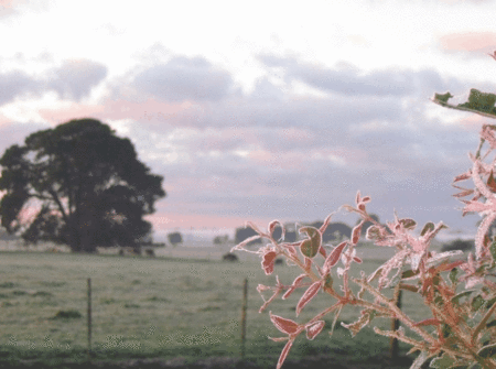 Lemon Gum B And B - Tourism Canberra 1