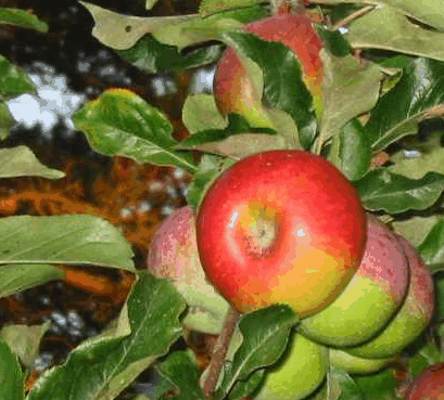 Lemon Gum B And B - Tourism Canberra 5