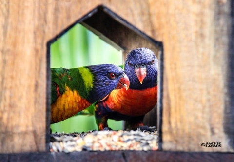 Esk Caravan Park And Rail Trail Motel - Tourism Canberra 3