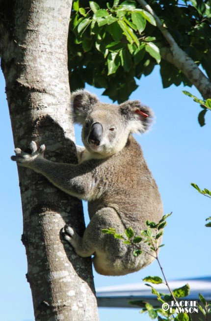 Esk Caravan Park And Rail Trail Motel - Tourism Canberra 5