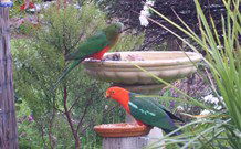 Valley View Motel Murrurundi - Murrurundi - Tourism Canberra 4