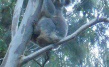 Barrington Tops Organic Retreat - Tourism Canberra 7