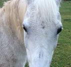 Eaglewood B and B and Farmstay - Tourism Canberra