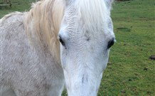 Eaglewood B And B And Farmstay - Tourism Canberra 0