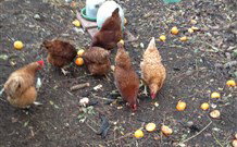 Eaglewood B And B And Farmstay - Tourism Canberra 2