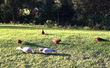 Eaglewood B And B And Farmstay - Tourism Canberra 3